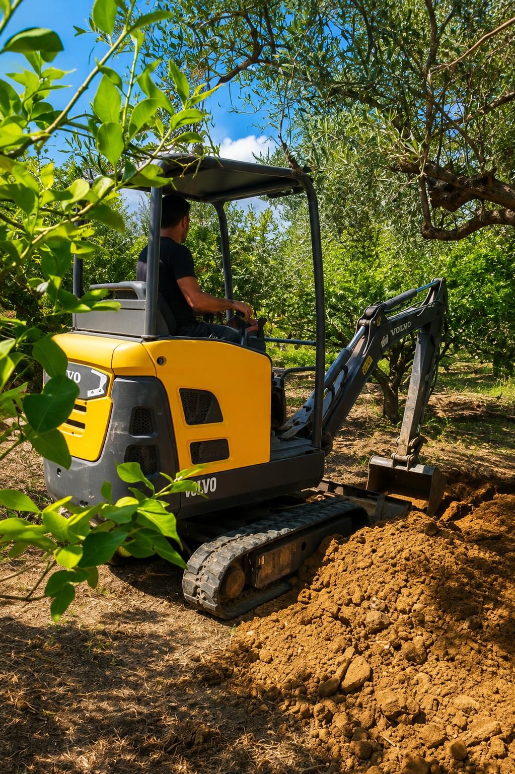 The Sicily Olive Co. — grove, harvest and Sicily experience photo 11