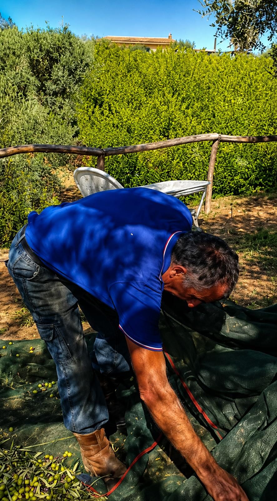 The Sicily Olive Co. — grove, harvest and Sicily experience photo 12