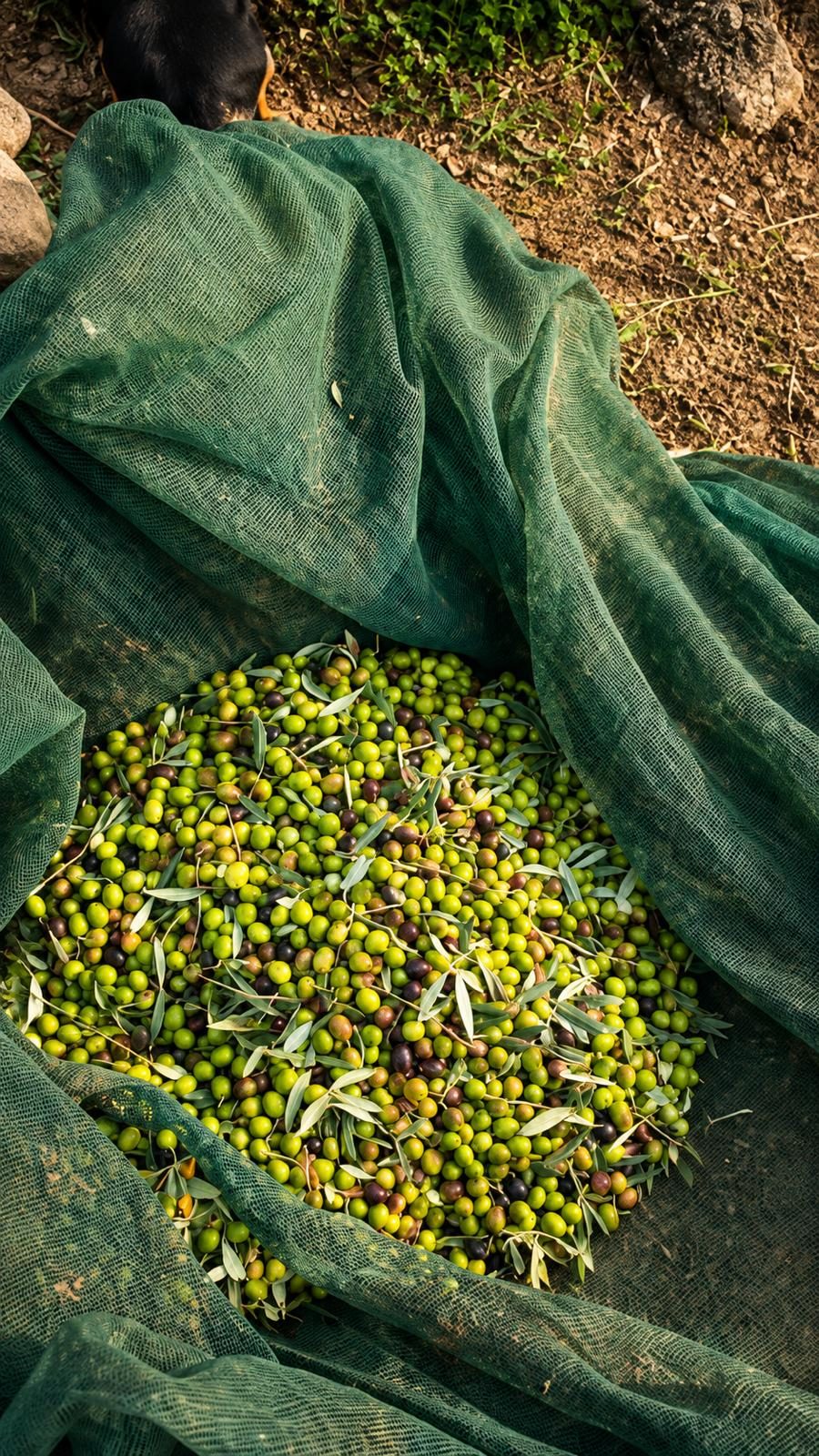 The Sicily Olive Co. — grove, harvest and Sicily experience photo 13