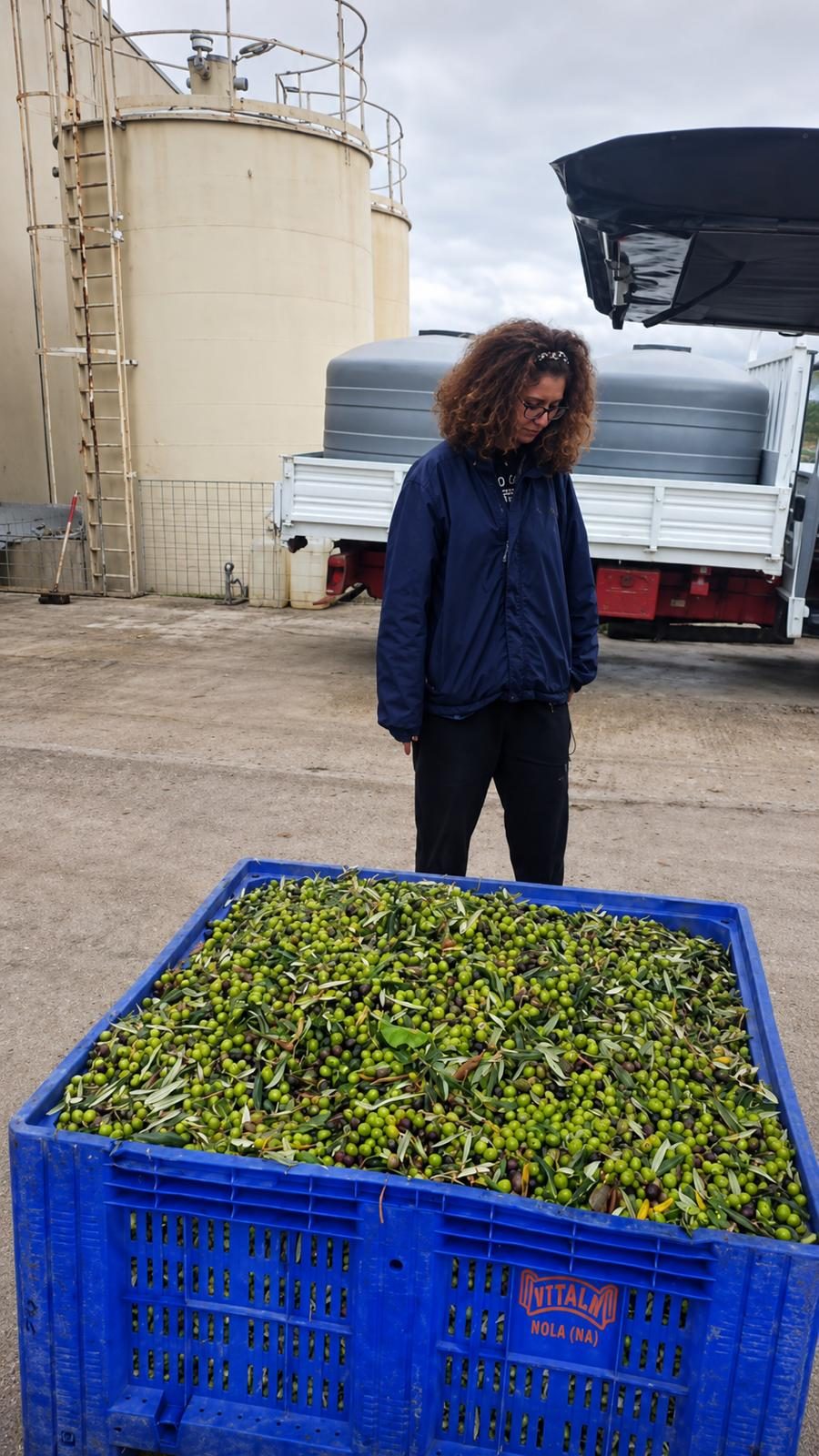 The Sicily Olive Co. — grove, harvest and Sicily experience photo 15