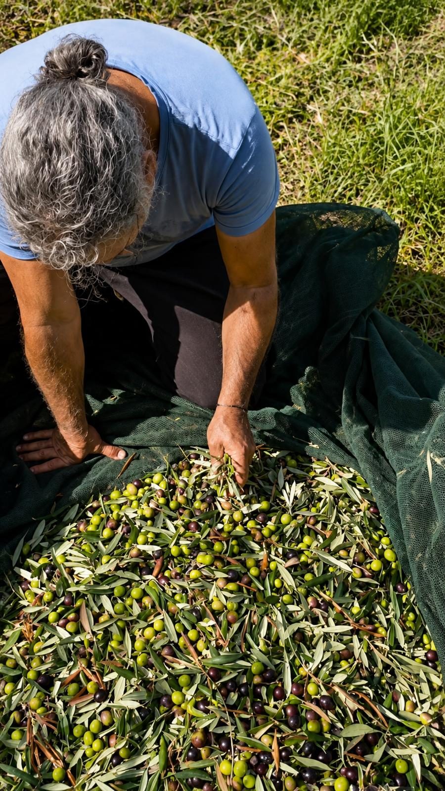 The Sicily Olive Co. — grove, harvest and Sicily experience photo 18