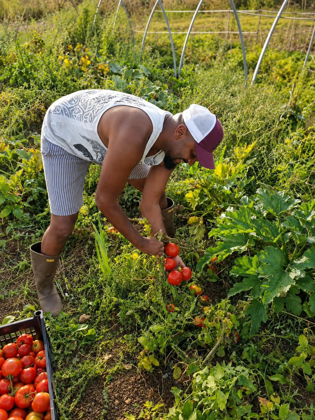 The Sicily Olive Co. — grove, harvest and Sicily experience photo 19