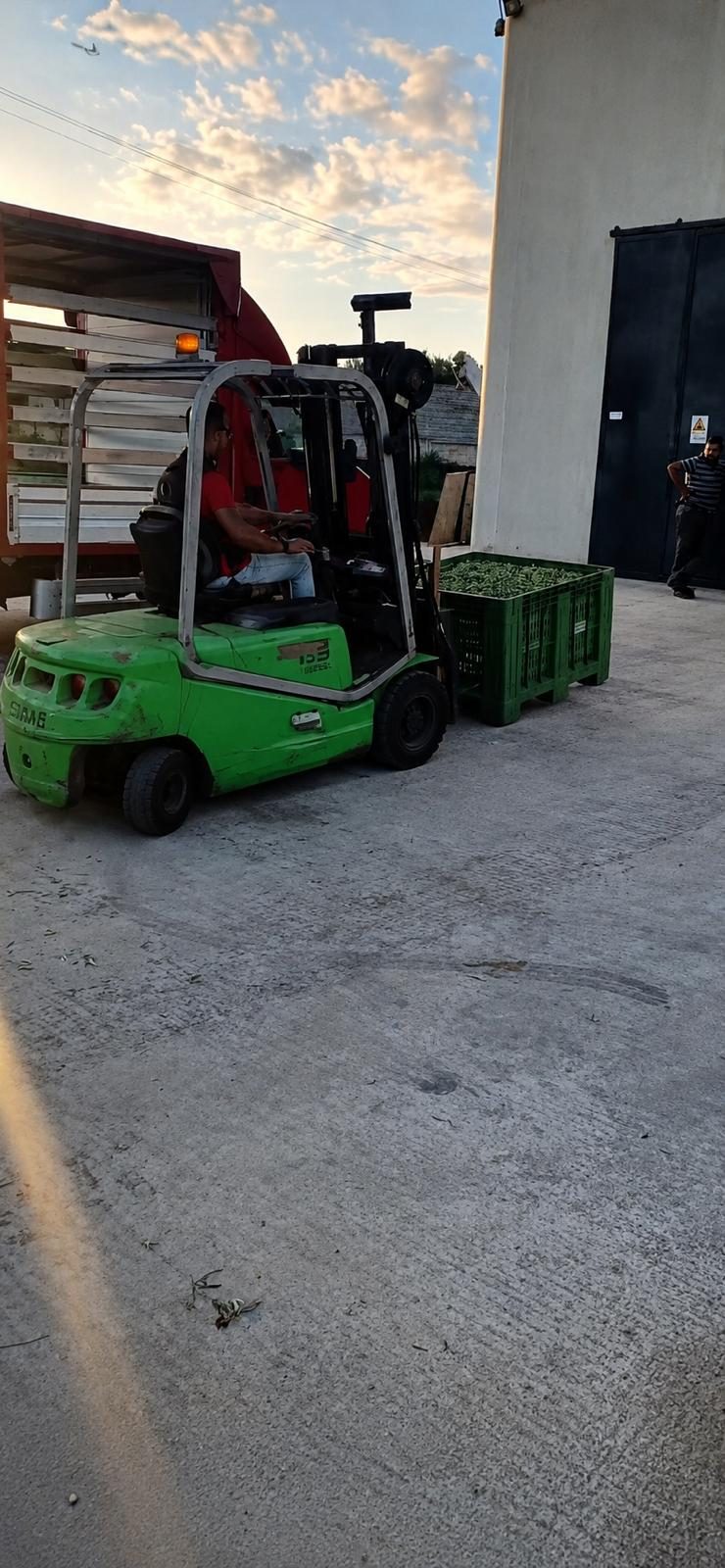 The Sicily Olive Co. — grove, harvest and Sicily experience photo 21