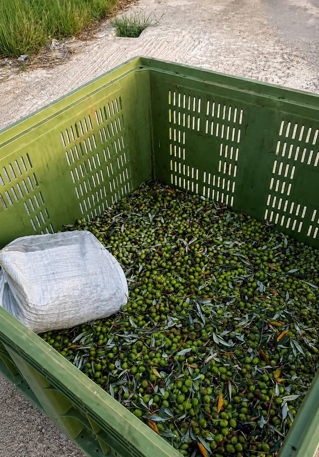 The Sicily Olive Co. — grove, harvest and Sicily experience photo 22