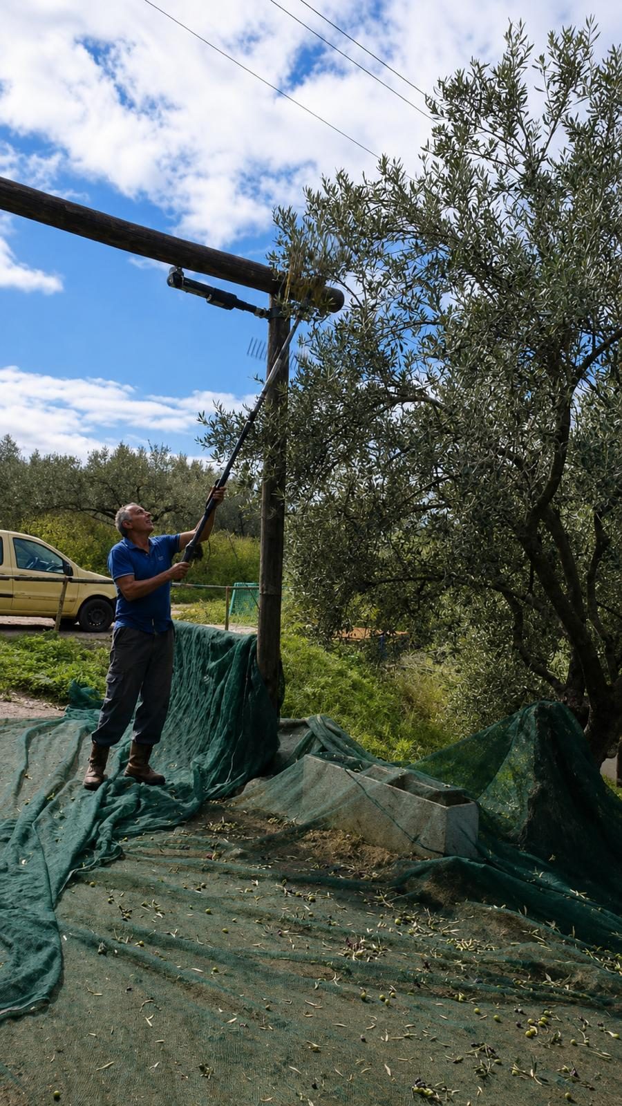 The Sicily Olive Co. — grove, harvest and Sicily experience photo 24