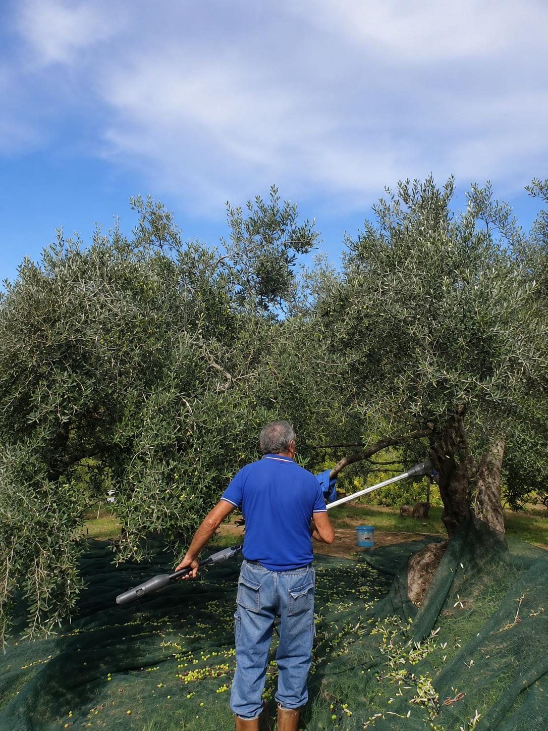 The Sicily Olive Co. — grove, harvest and Sicily experience photo 26