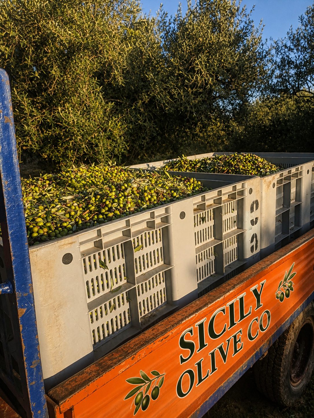 The Sicily Olive Co. — grove, harvest and Sicily experience photo 27