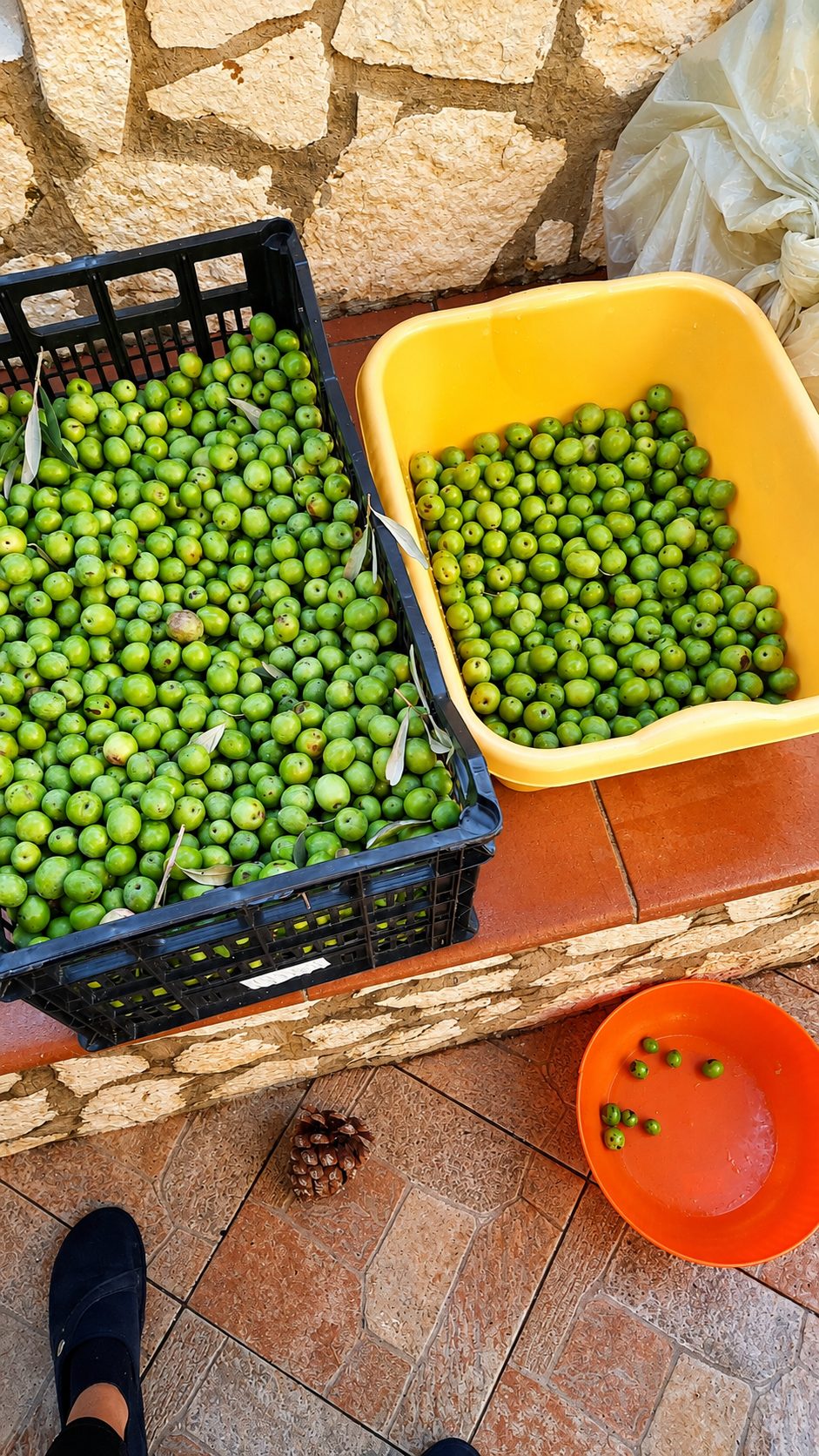 The Sicily Olive Co. — grove, harvest and Sicily experience photo 28
