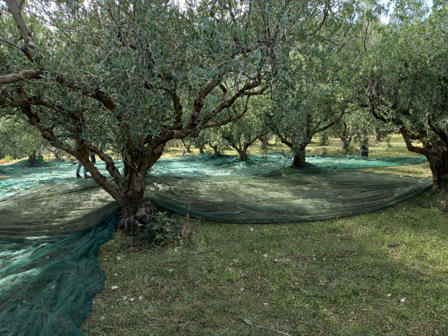 The Sicily Olive Co. — grove, harvest and Sicily experience photo 31