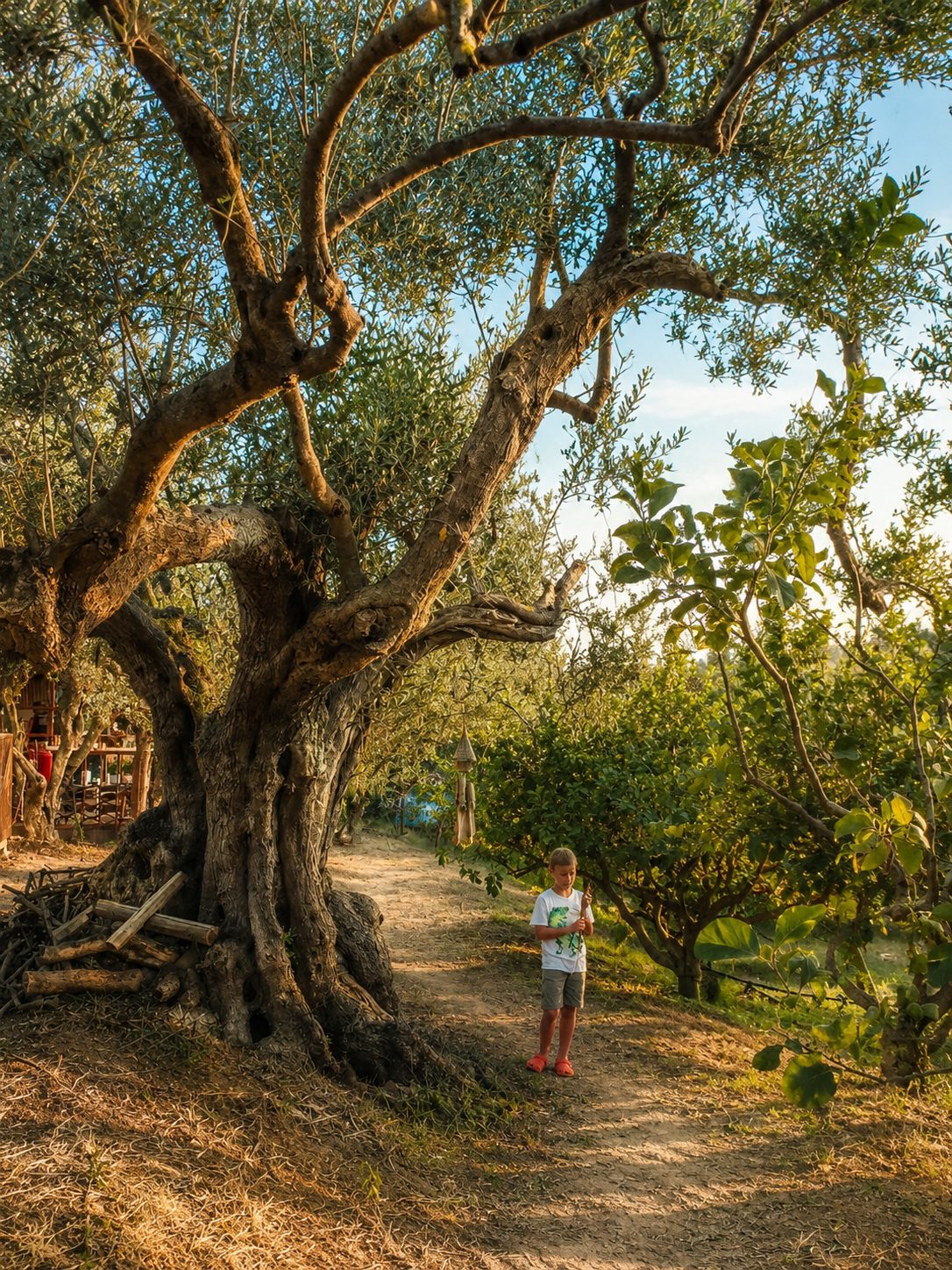 The Sicily Olive Co. — grove, harvest and Sicily experience photo 35